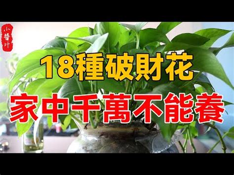 前陽台 招財植物|開運有道：前陽台招財植物大全